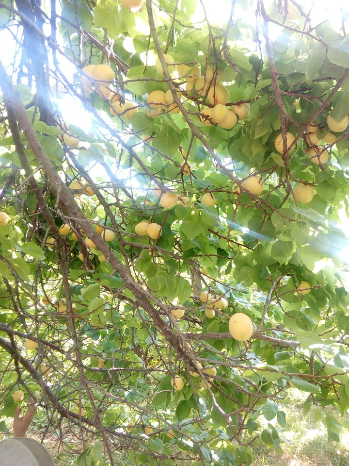 Apricot tree