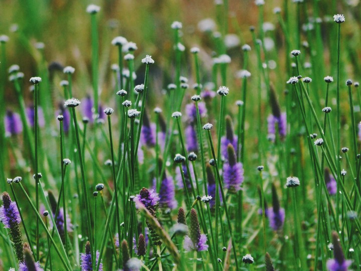 colour full flowers in kass pathara