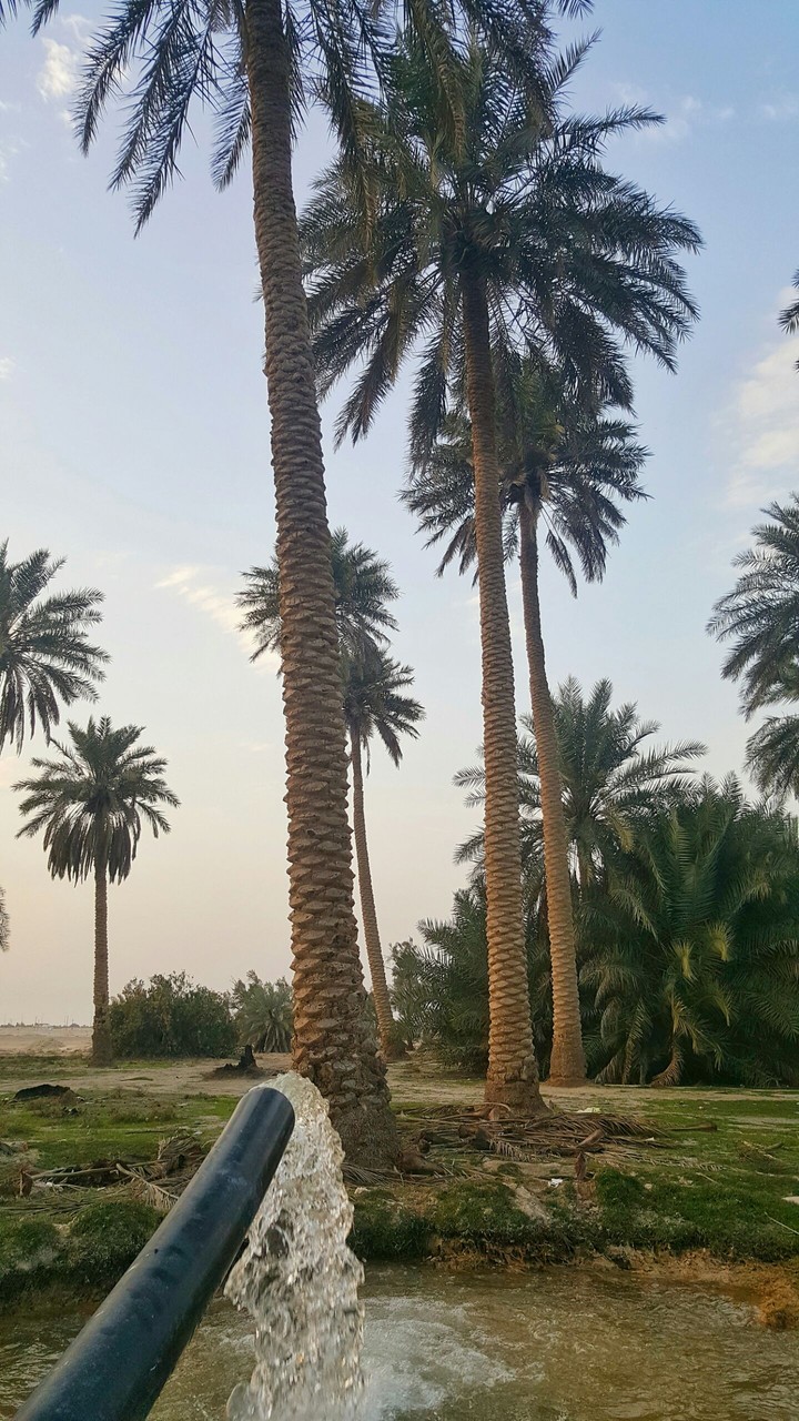 alahsa