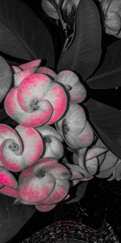Flower..flower....