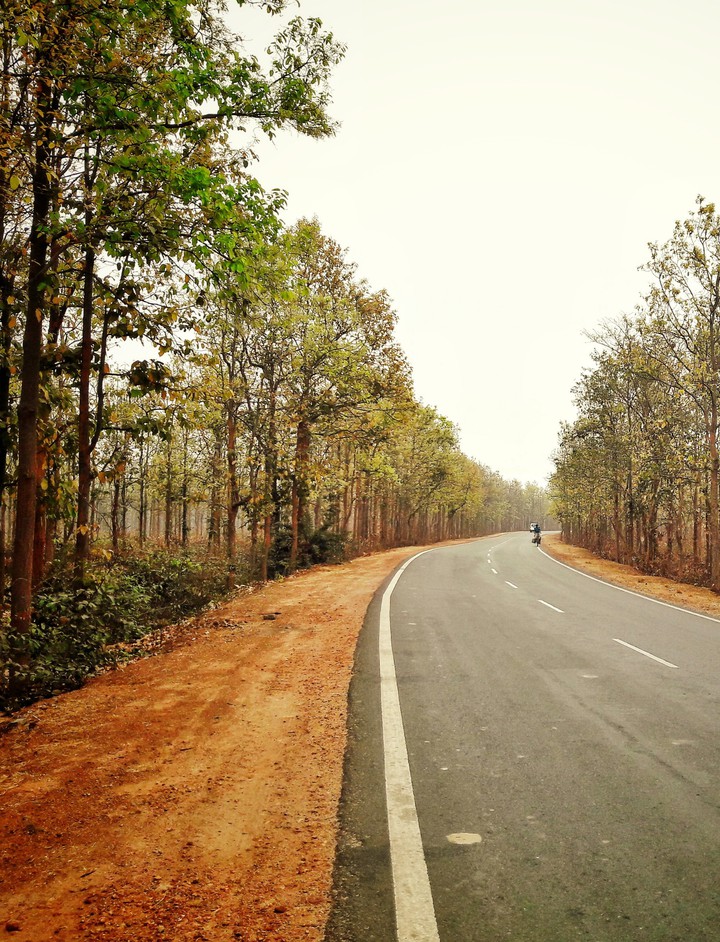 Road through the forest
