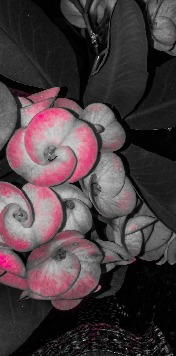 Flower..flower....