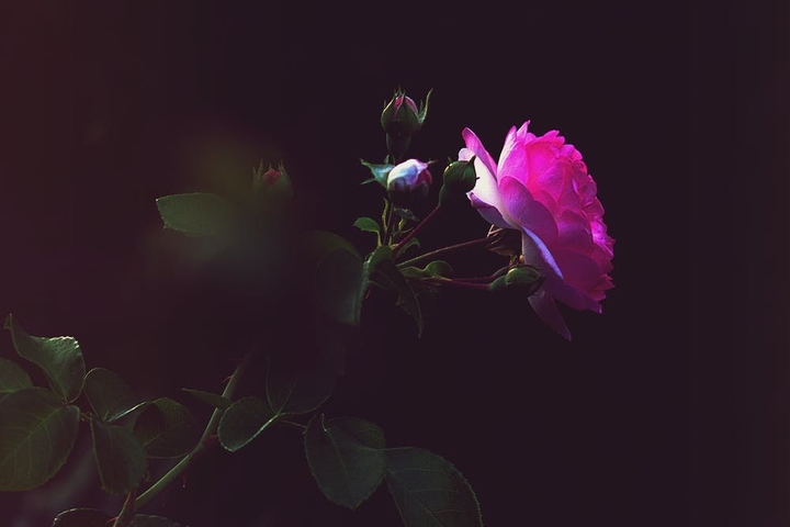 roses