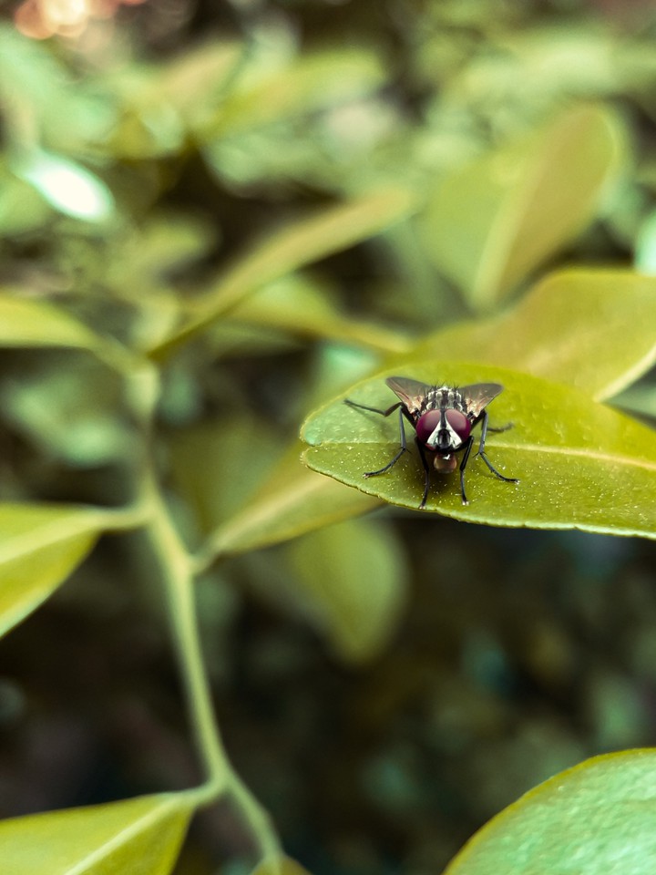 the common housefly wallpaper material