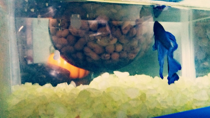 Aquarium