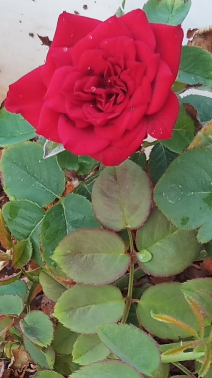 rose wallpaper hd