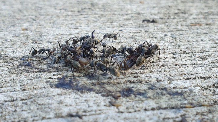 Ant