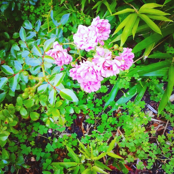 rose