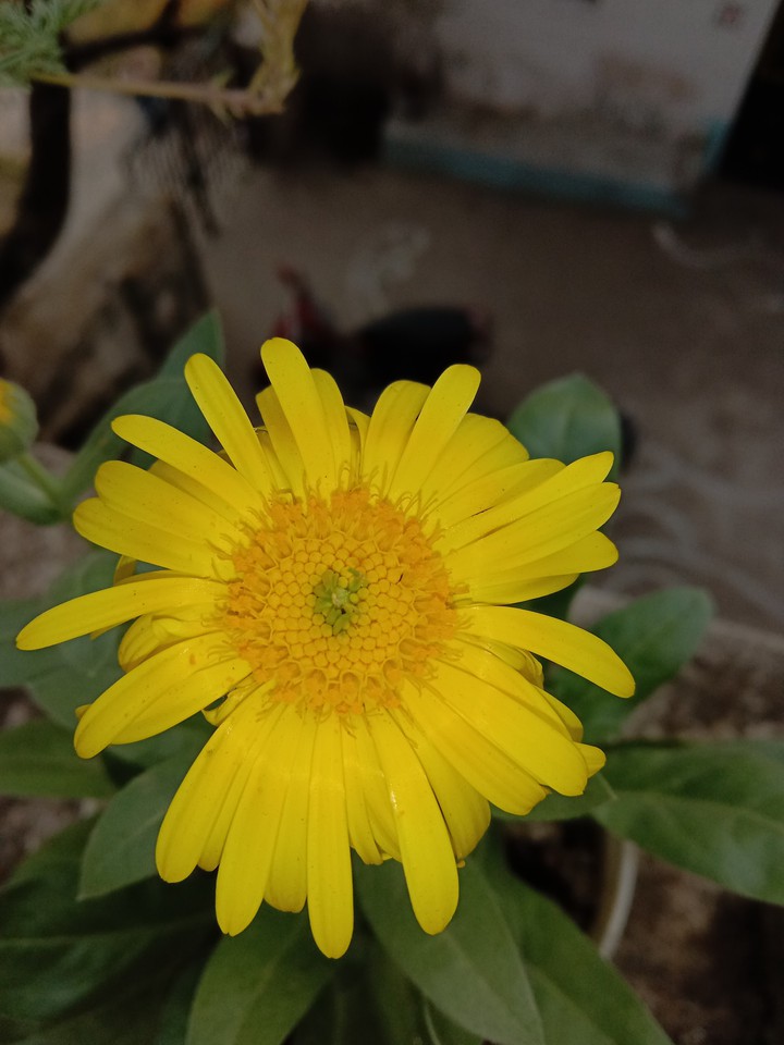 yellow