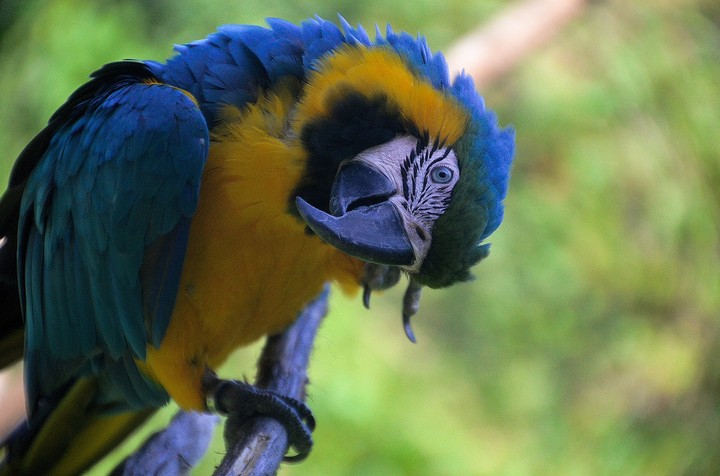 parrot Carlos