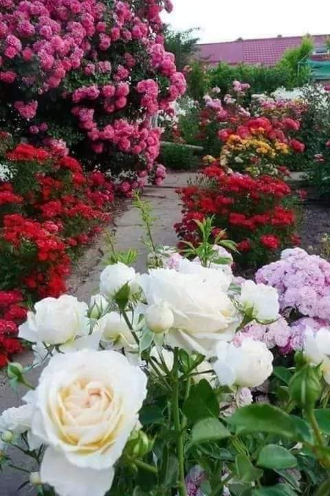 flowers