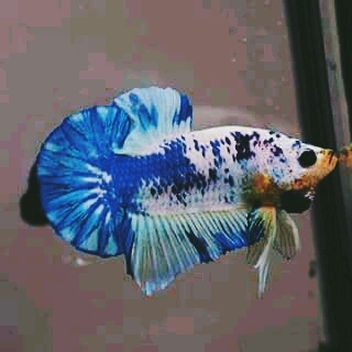 Fancy Fish
