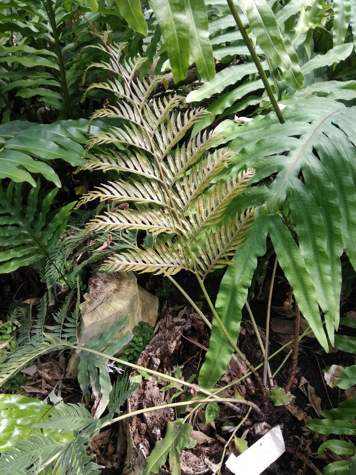 plants