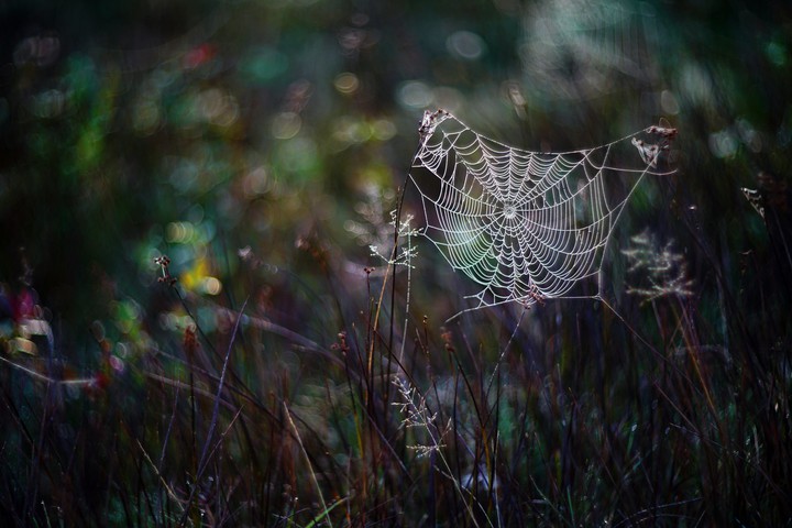 spiderweb