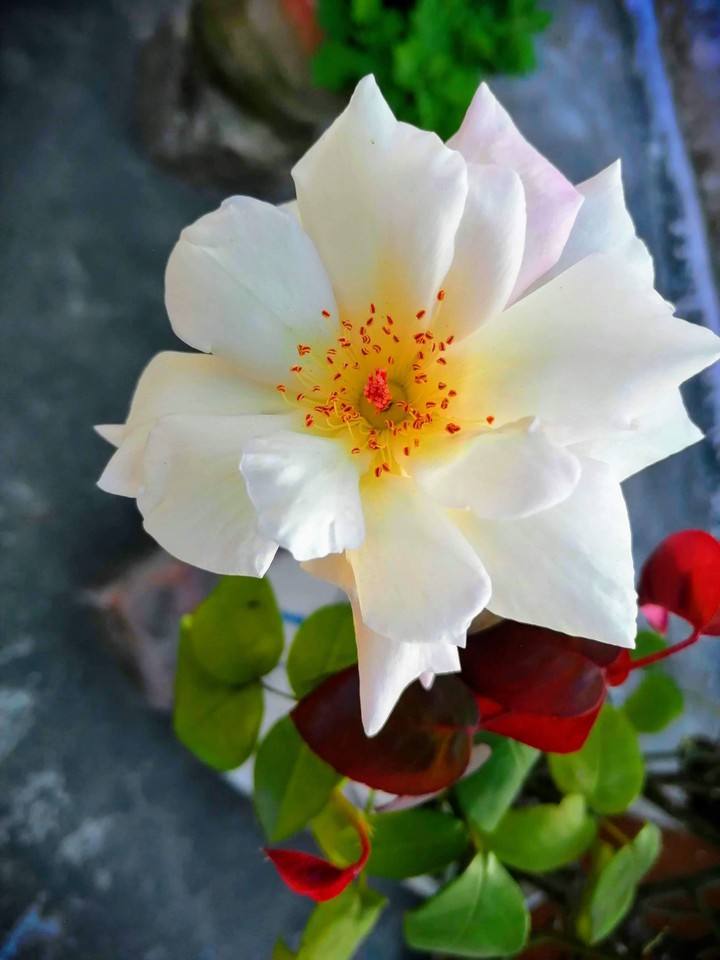 white rose