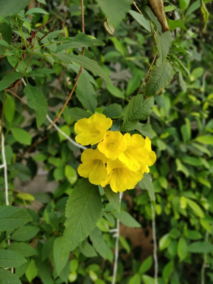 flowers