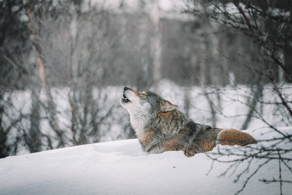 wolf