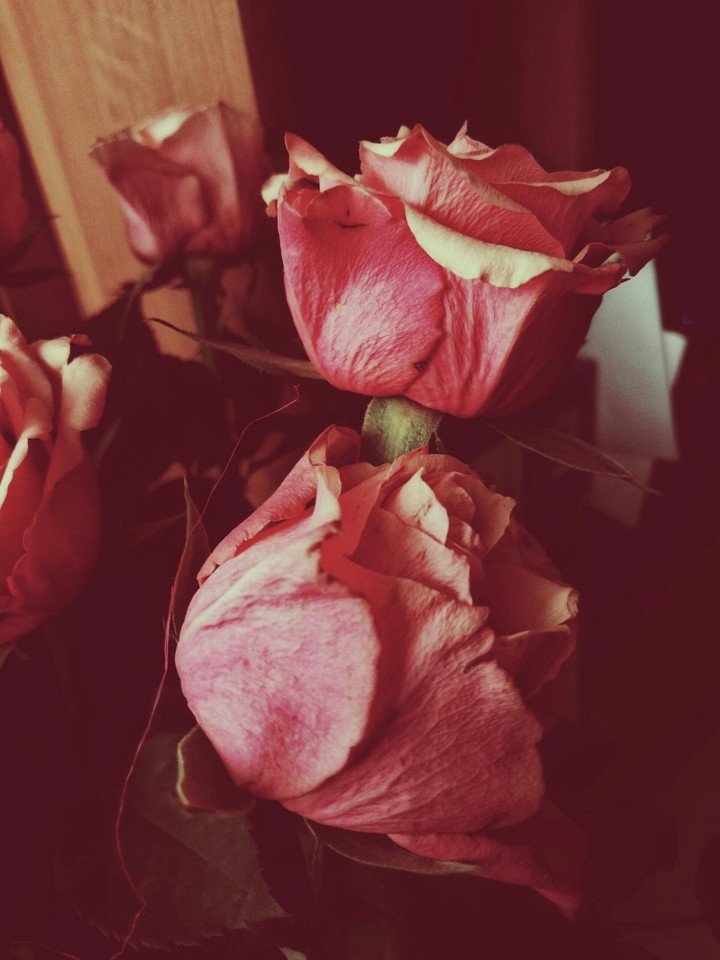 roses