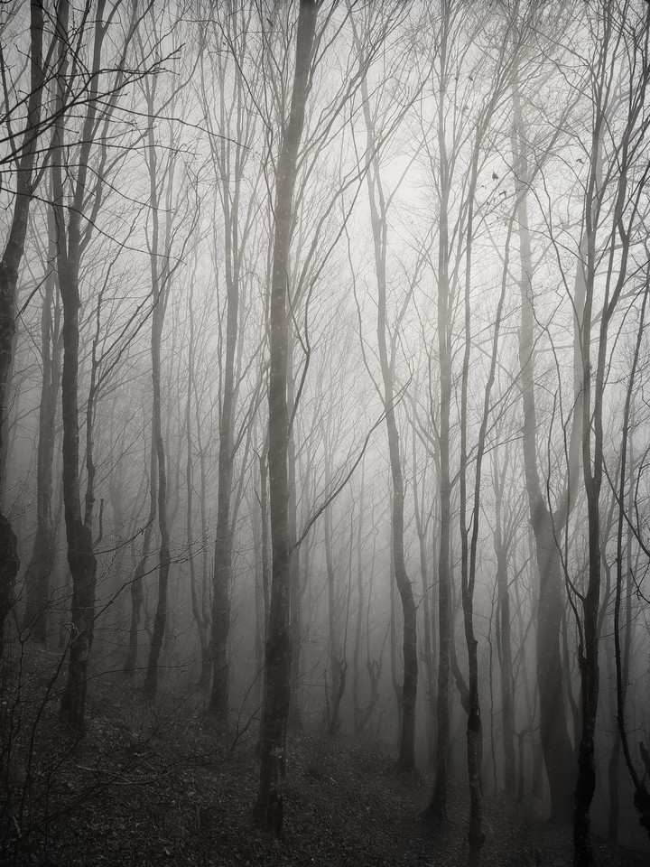 walking in the woods
