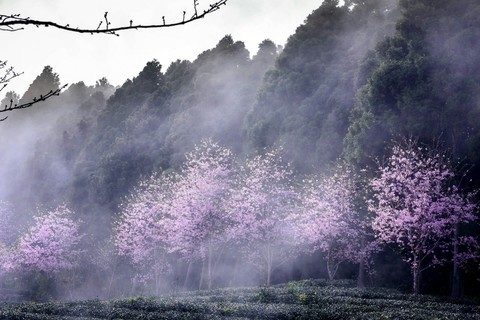 beautiful trees