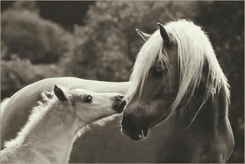 little horse