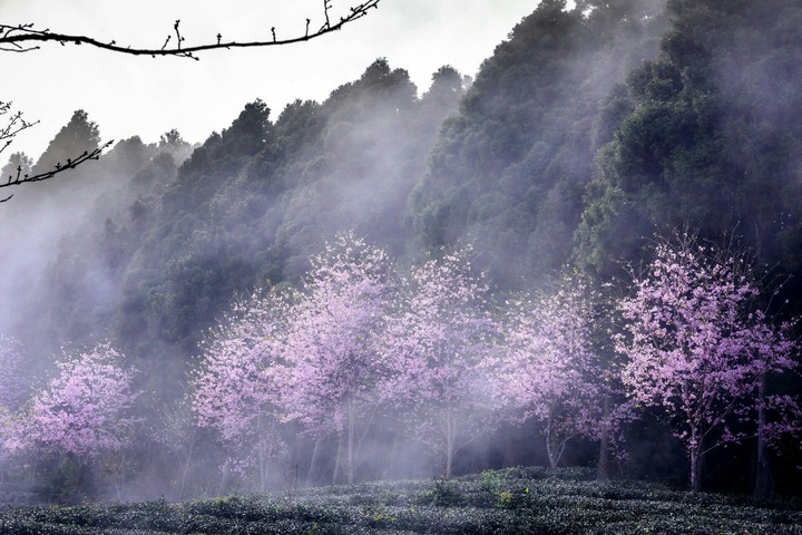 beautiful trees