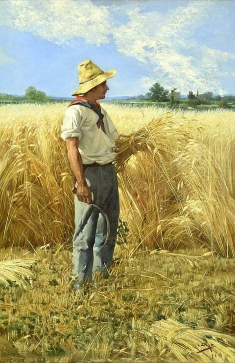 обои grass, grassland