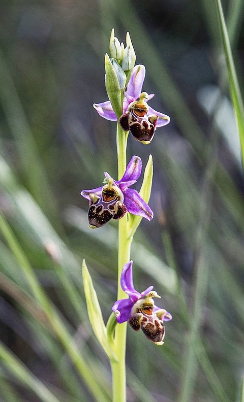 רקעים flower, purple