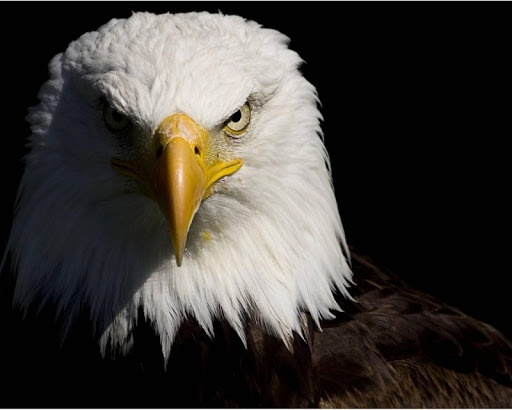 eagle