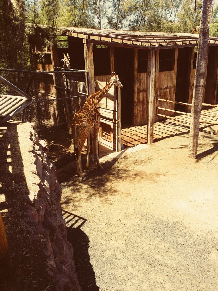 Oasis Park.