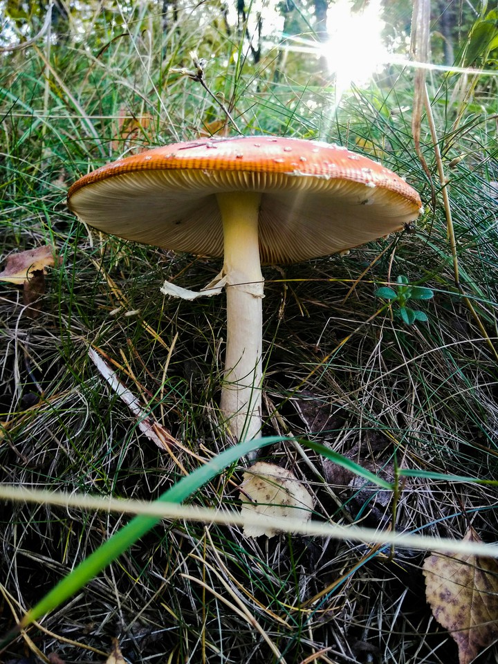 Мухомор))