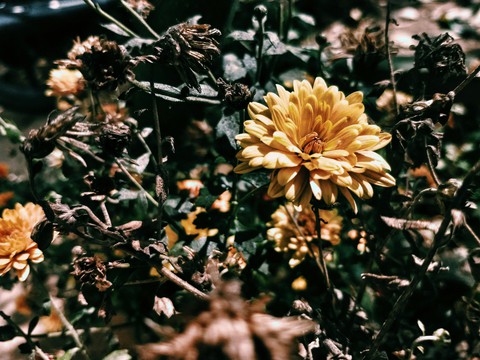 blooming flower