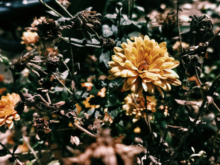 blooming flower
