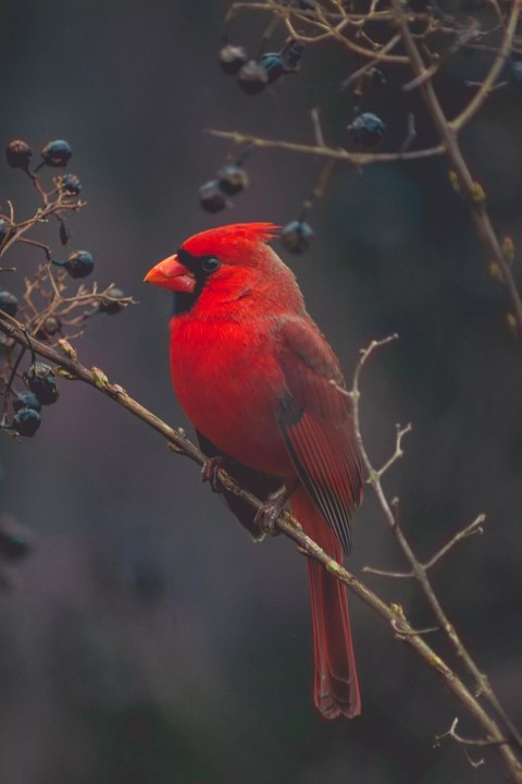 bird ❤️