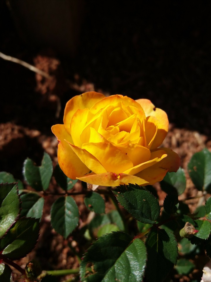 rosa amarela