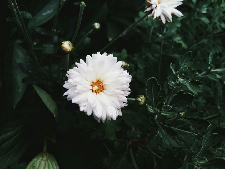flower beautiful