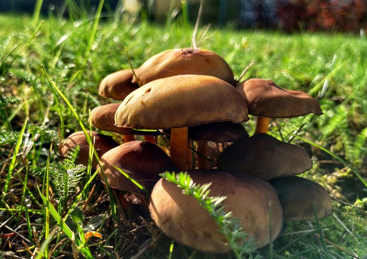 Mushroom's