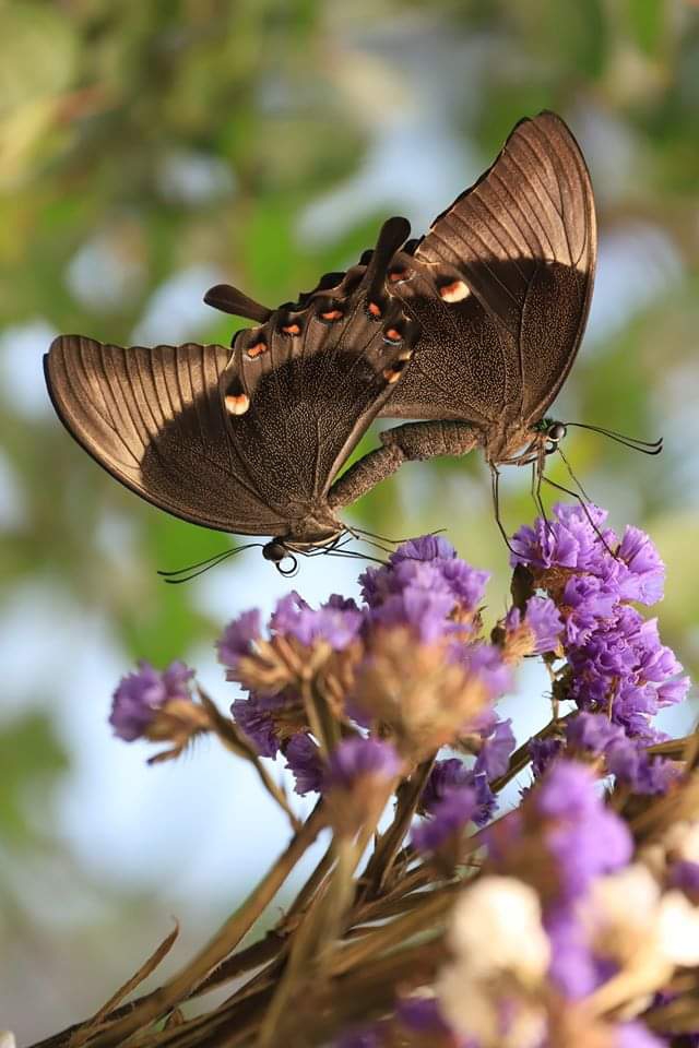 Butterflies