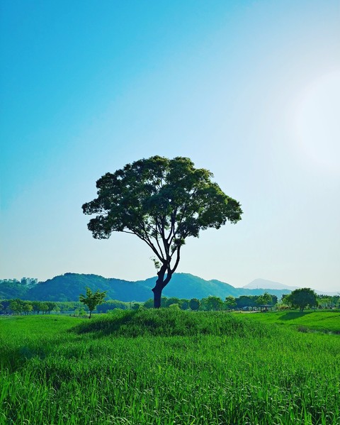태화강변
