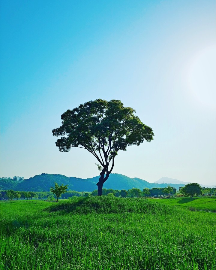 태화강변