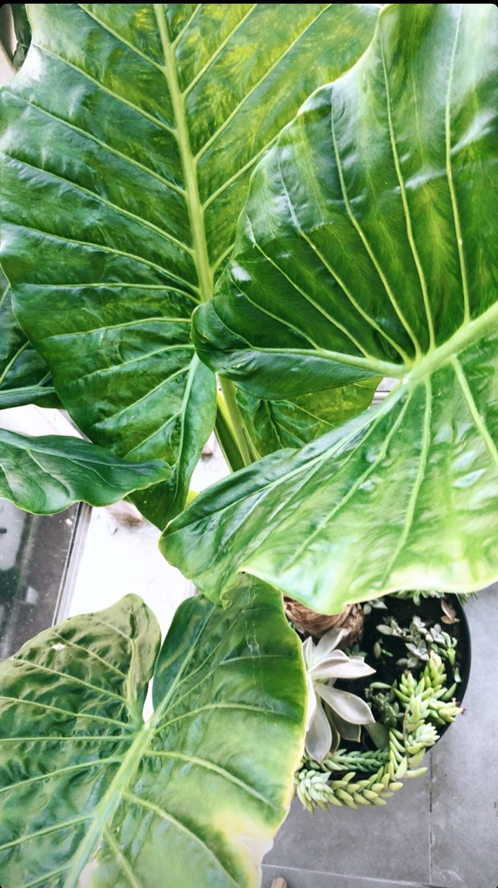 Plant