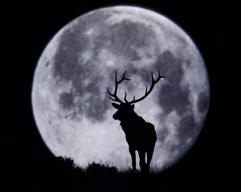 Deer