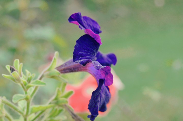 Purple flower