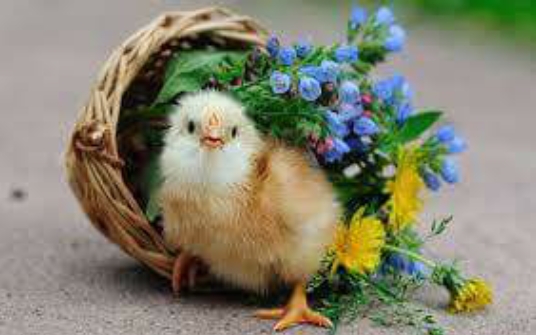 cute bird....