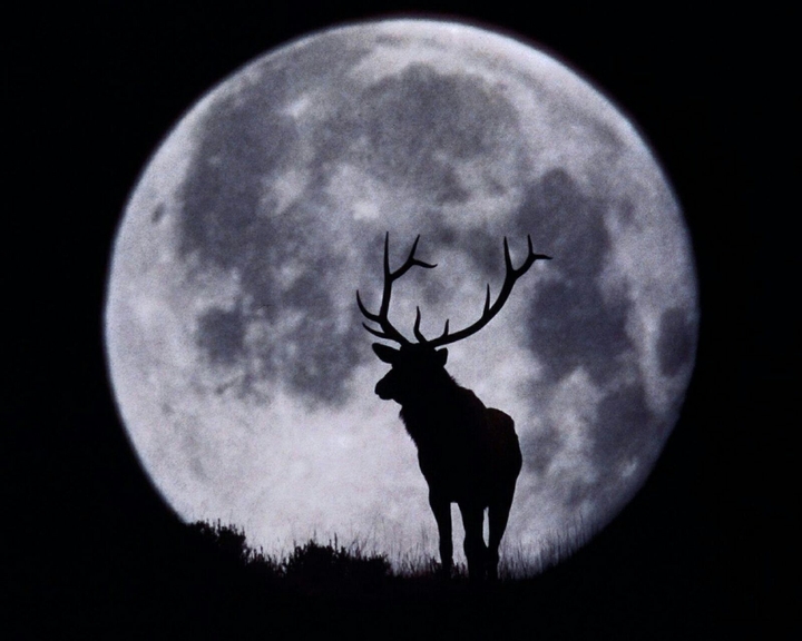 Deer