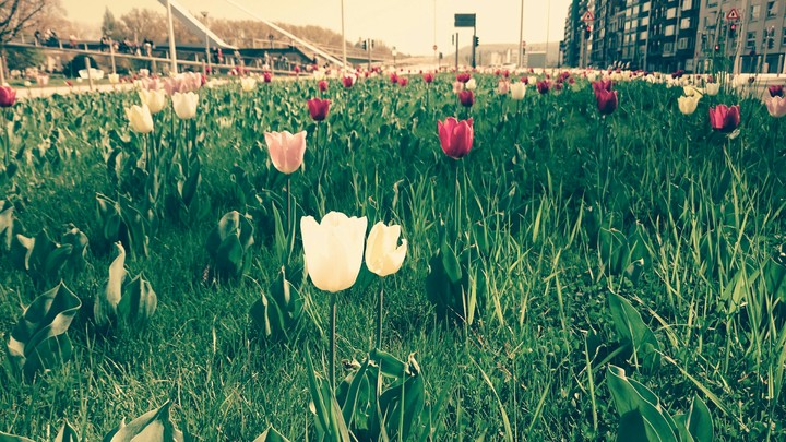Champ de tulipes