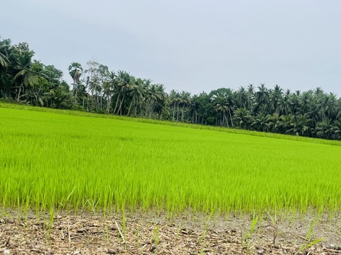 Plantation, grasses Hintergrundbilder