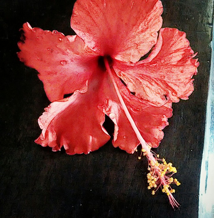 hibiscus flower