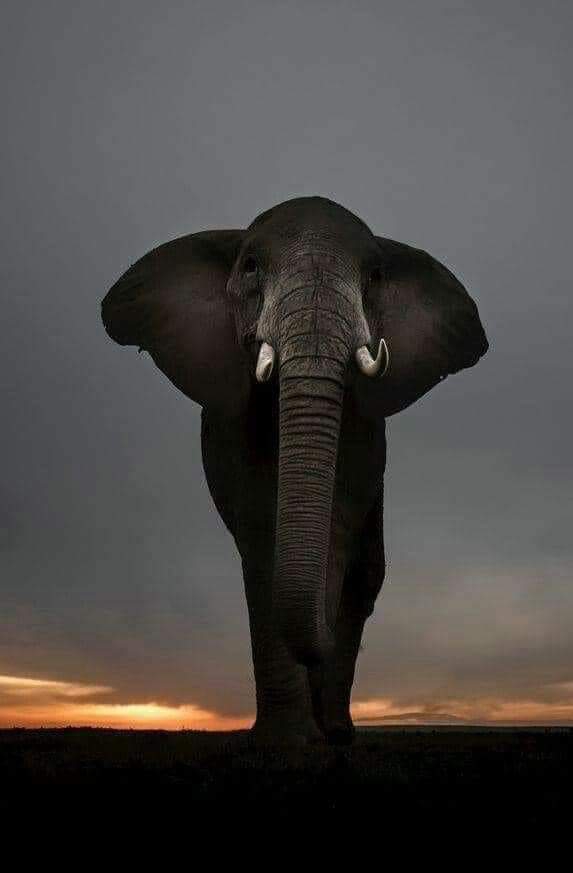 masai mara