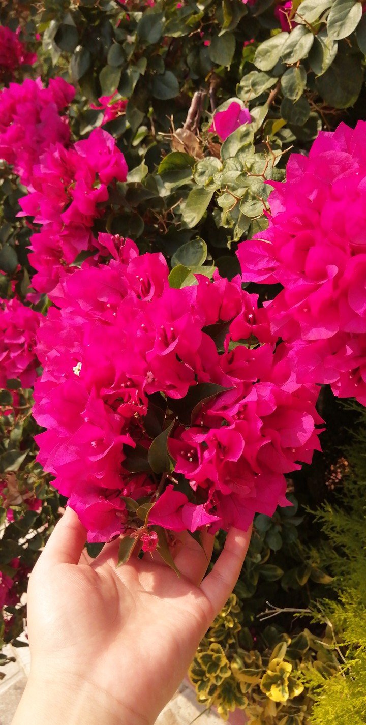 flower